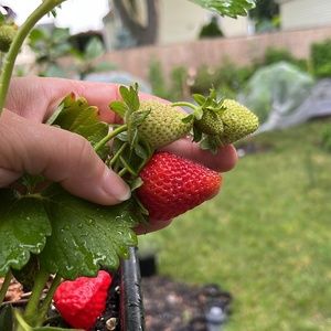 Meet your Posher, Cheyenne